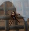 Steatoda nobilis